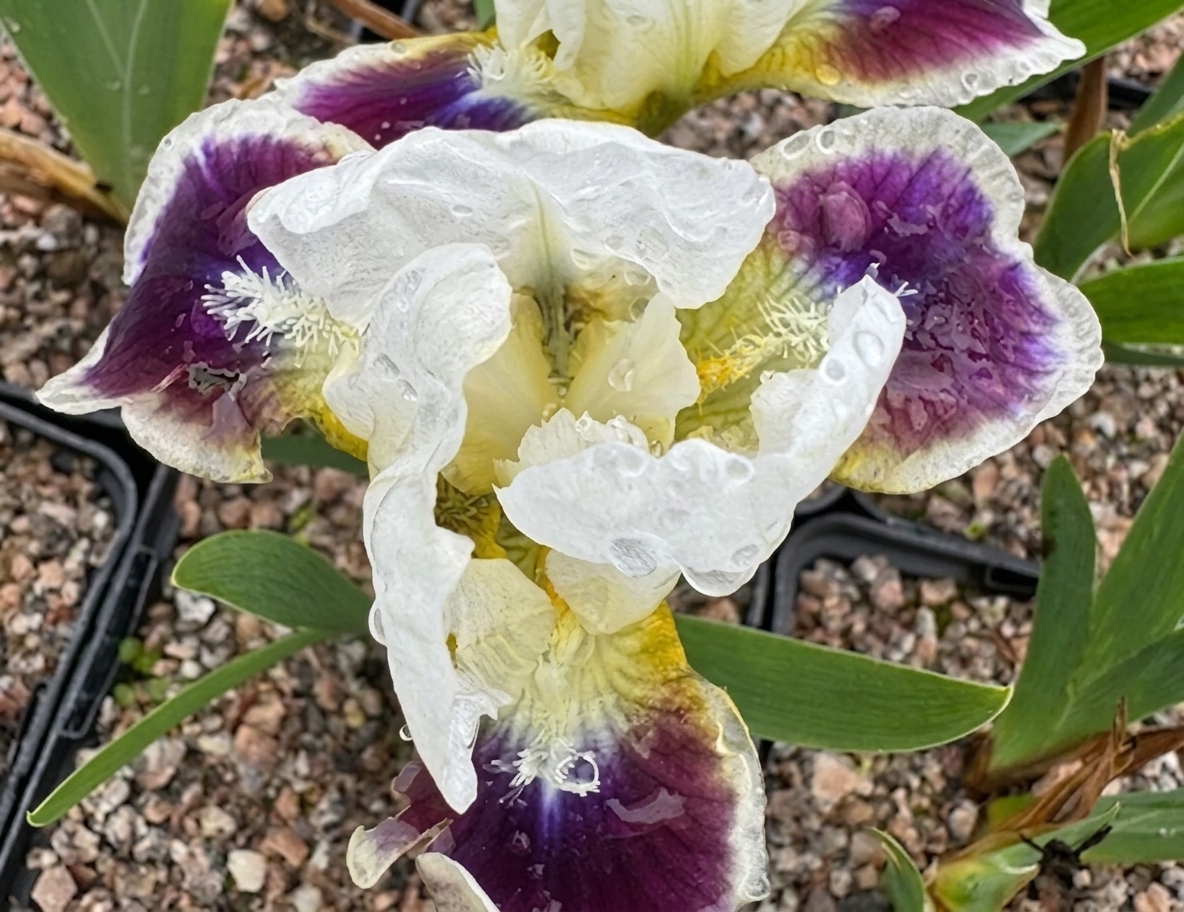 Iris 'Ditto'